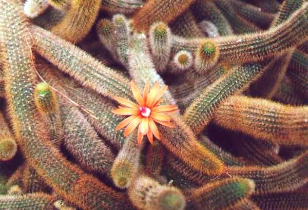 cleisocactus_winteri